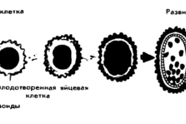 Кракен переходник ссылка